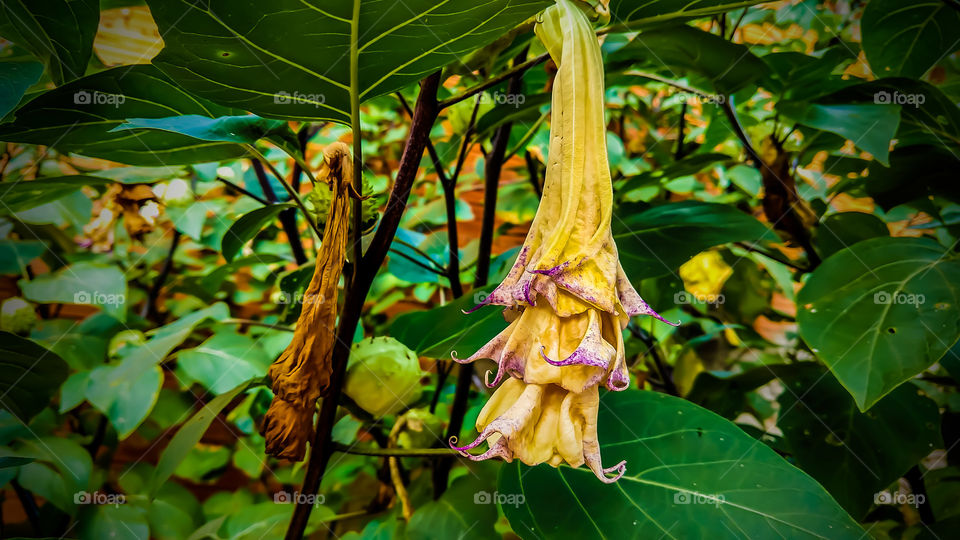 Botões, caules, flores, folhas, plantas.