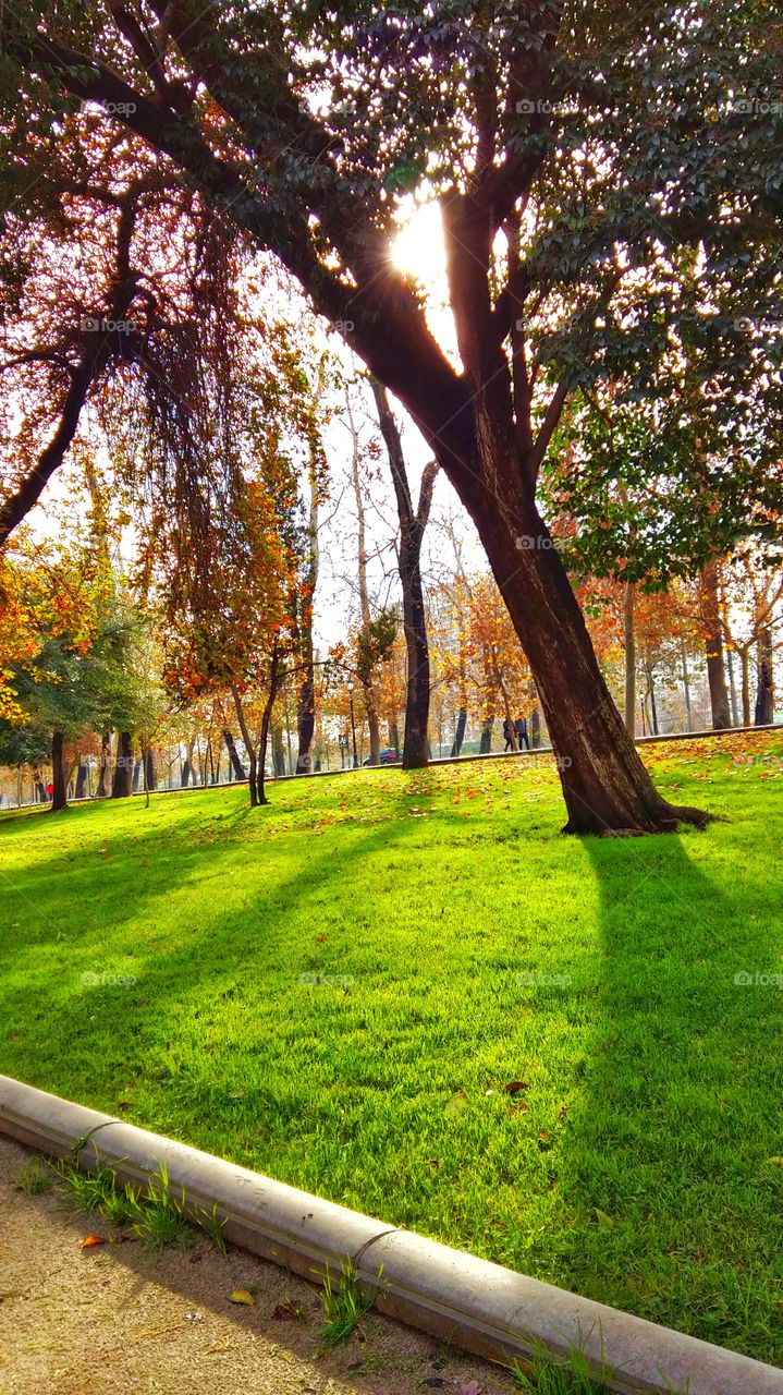 Green grass and a tree with a little sunshine