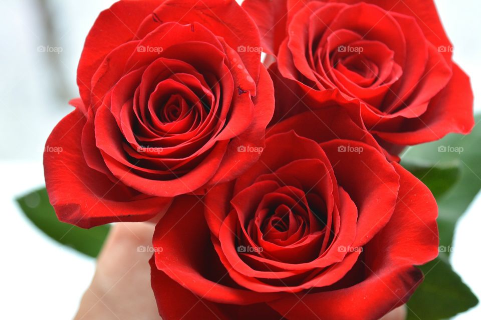 Close-up of red rose