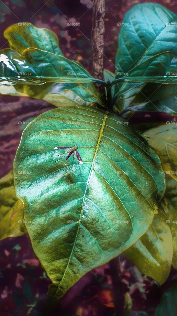 leaf structure with insect, beautiful nature