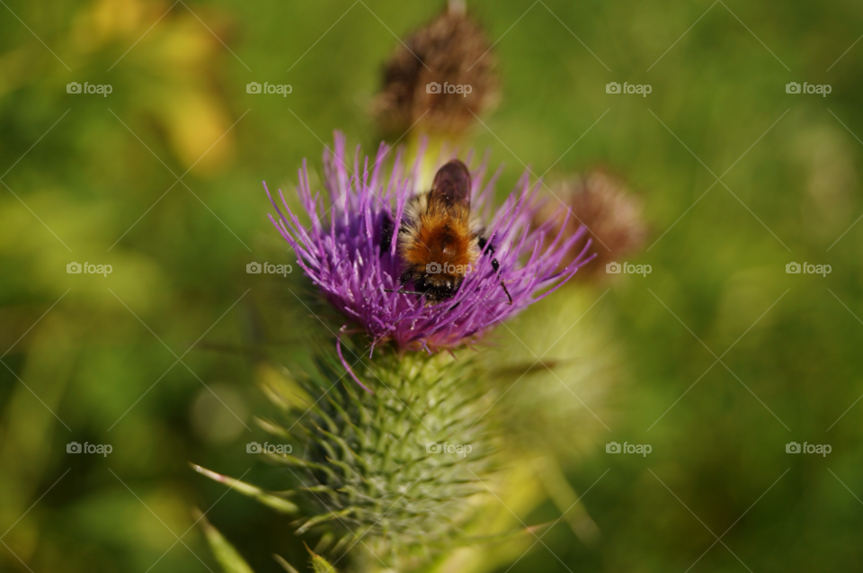 field flower summer bee by SirBluto