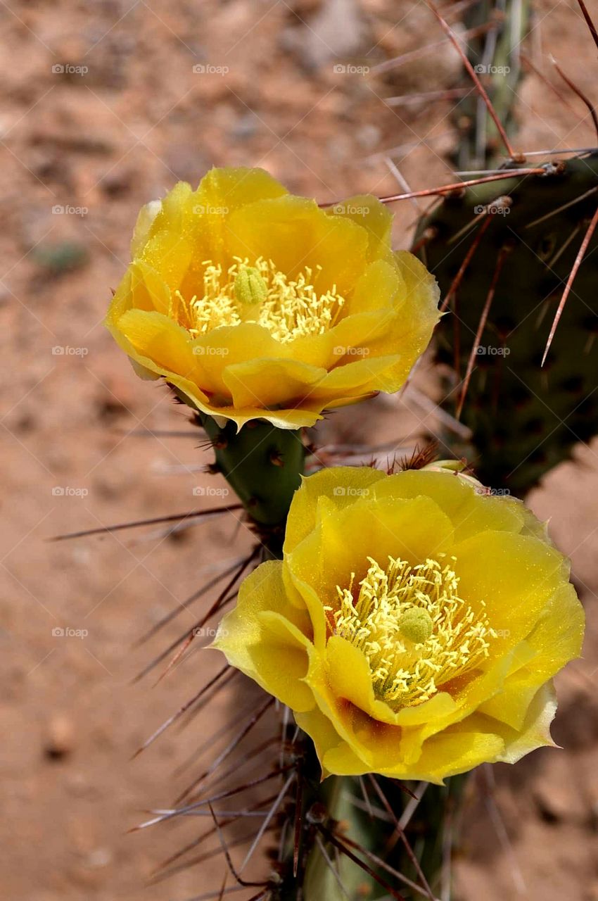 Prickly pear blossom, Yellow, flower, desert