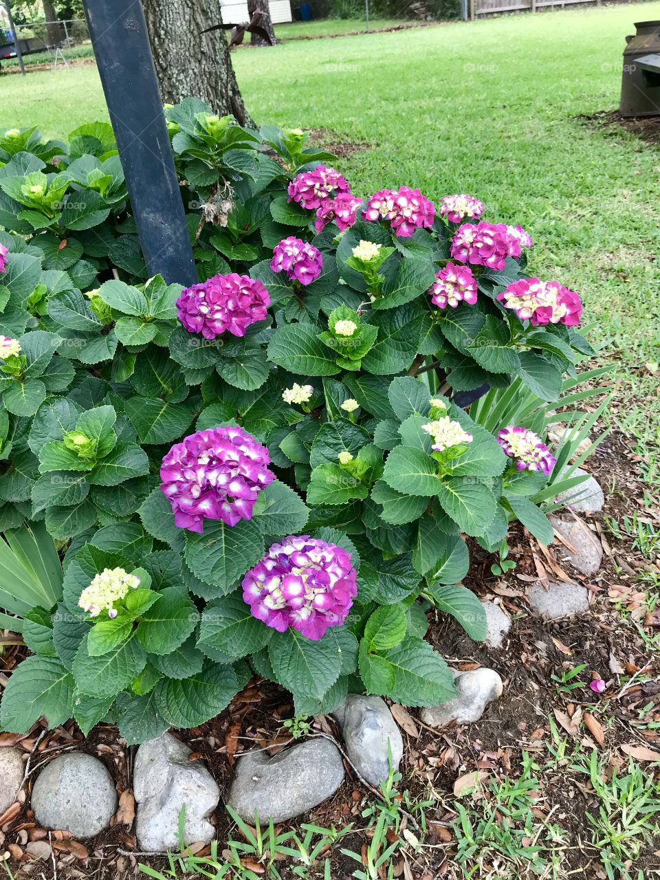 Hydrangea blooming in the spring 