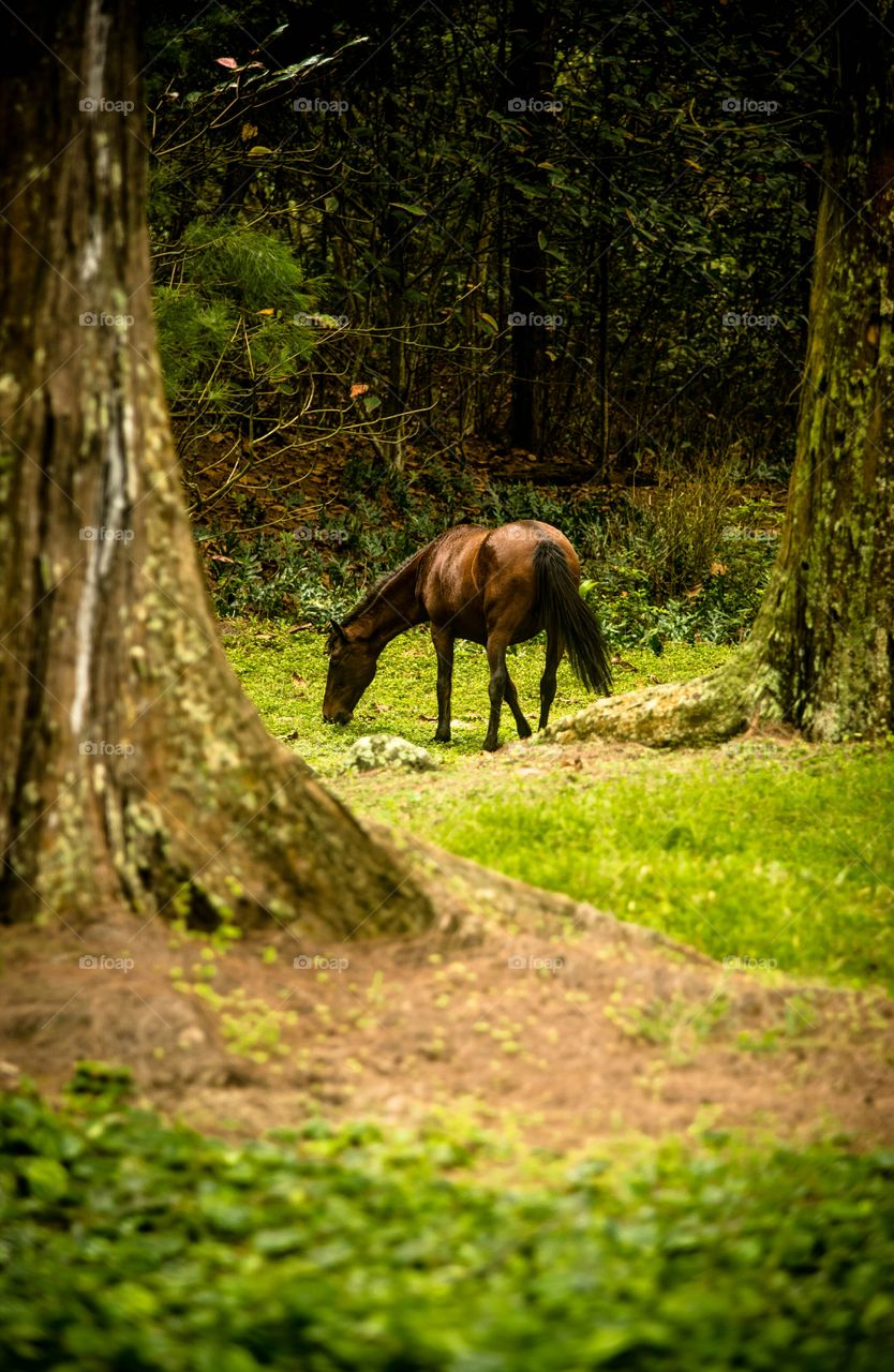 wild horse's in the forests of waipio Hawaii