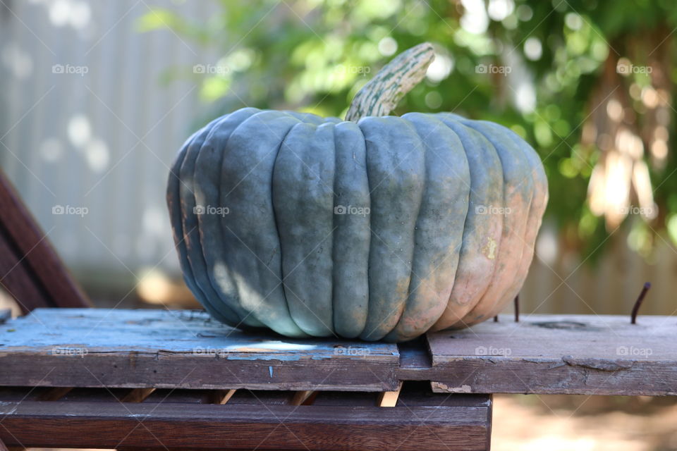 Queensland blue squash pumpkin