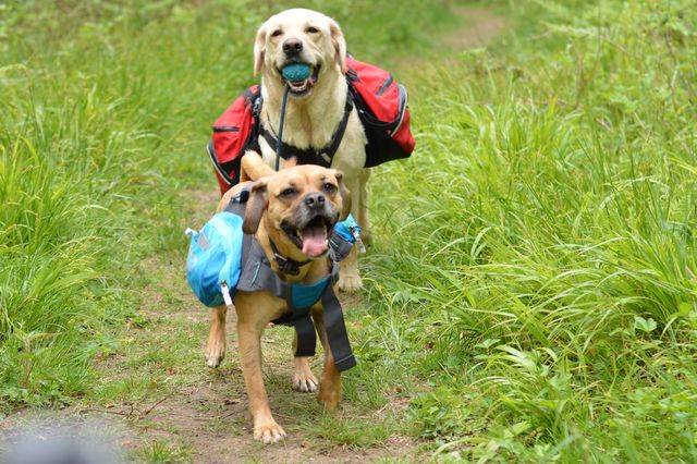 Dogs with jobs 2