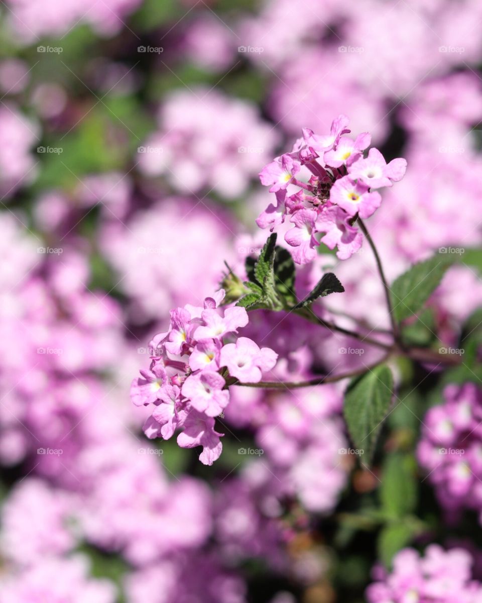 pink purple flowers