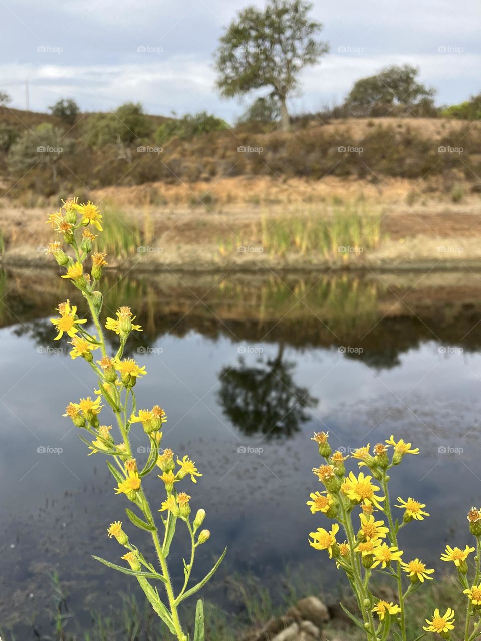 Tree, pond and yellow wild flowers