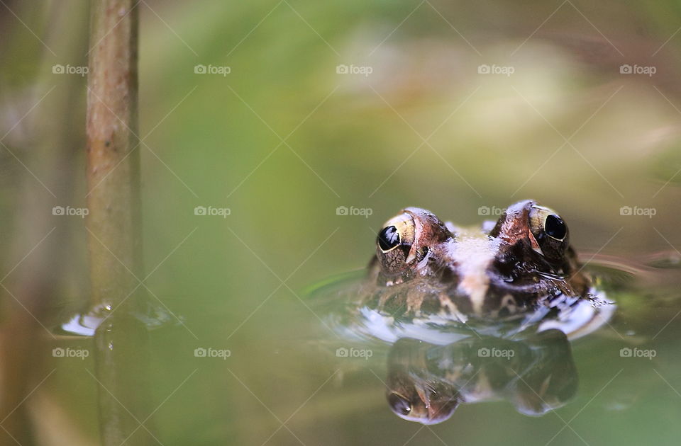 Asian Mud Frog. Silent and camufldged type charactee of this frog. A half of the boy's into the water . Mpre than longtimes at the moment of it to feed an insect.