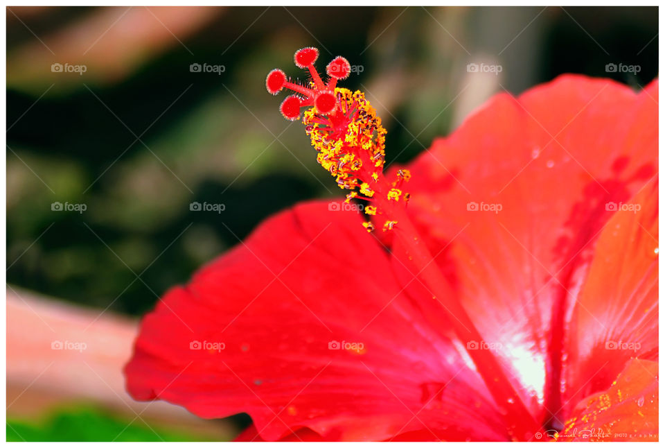 Red Hibiscus