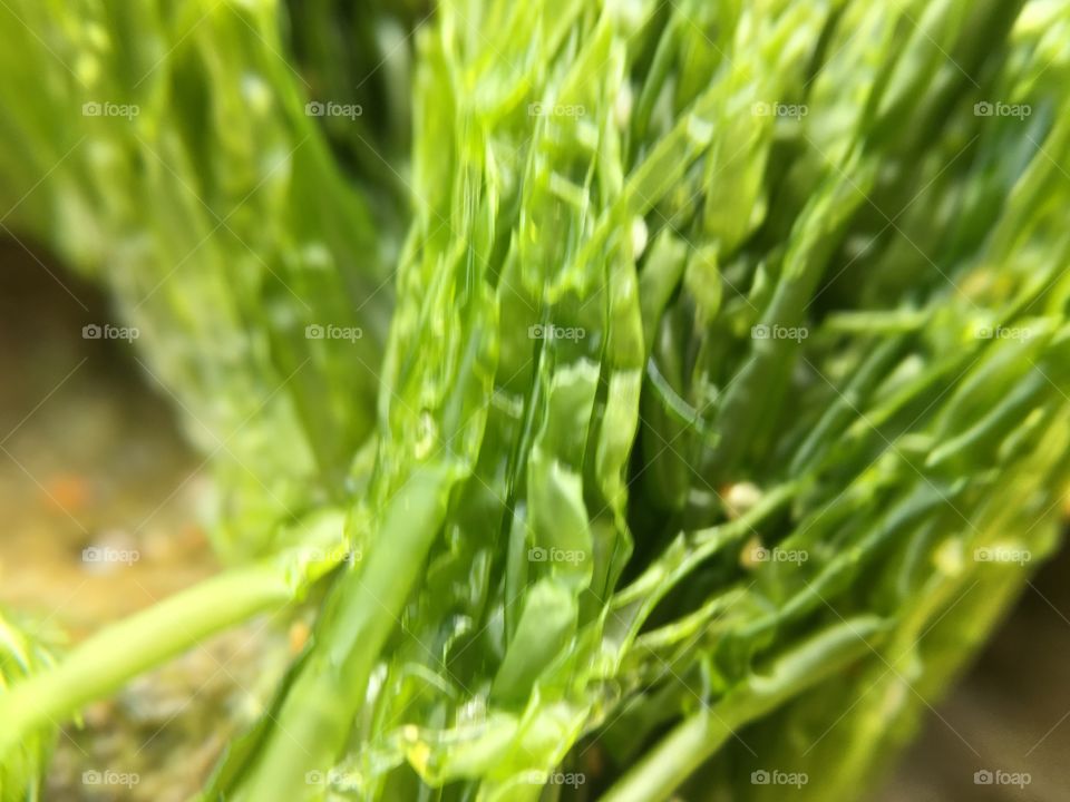 Seaweed
