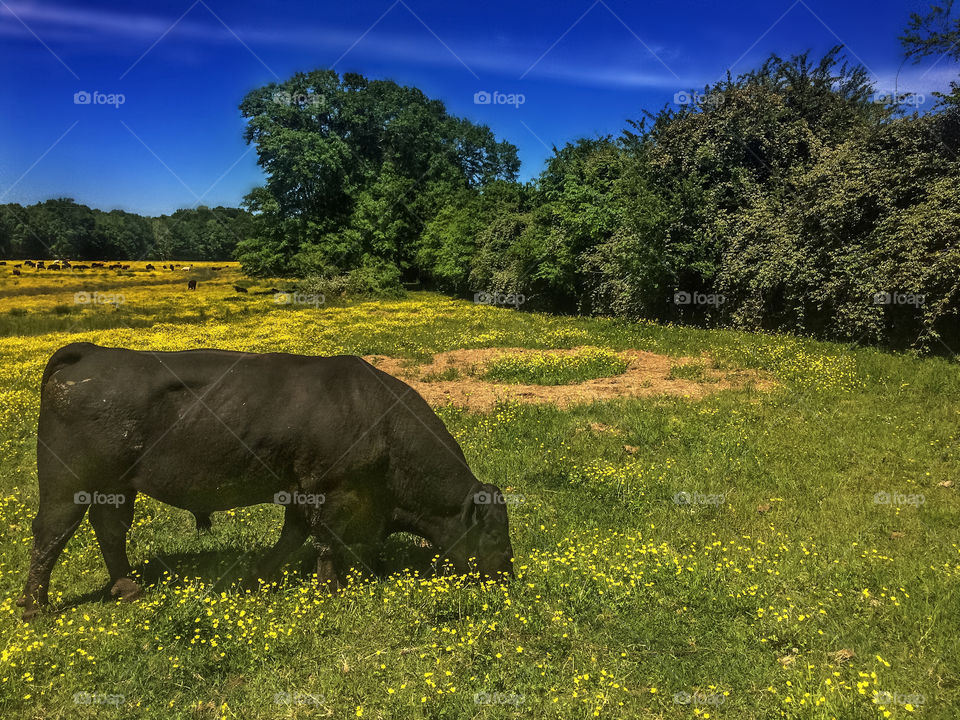 Cow In Flowers