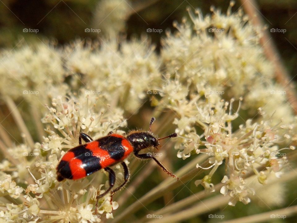 Striped beetle