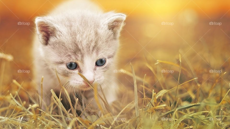 cat on grass