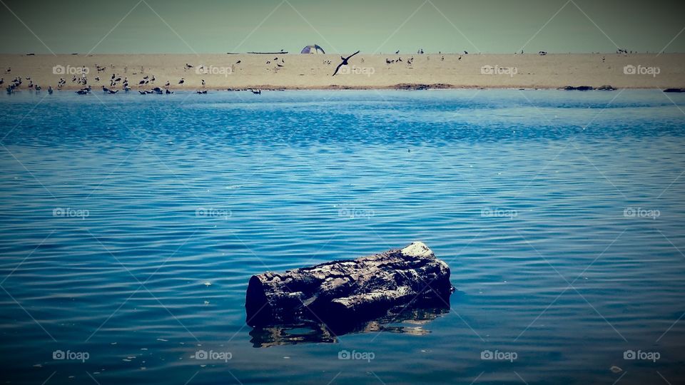 Driftwood on beach. Lagoon on Pacific coast