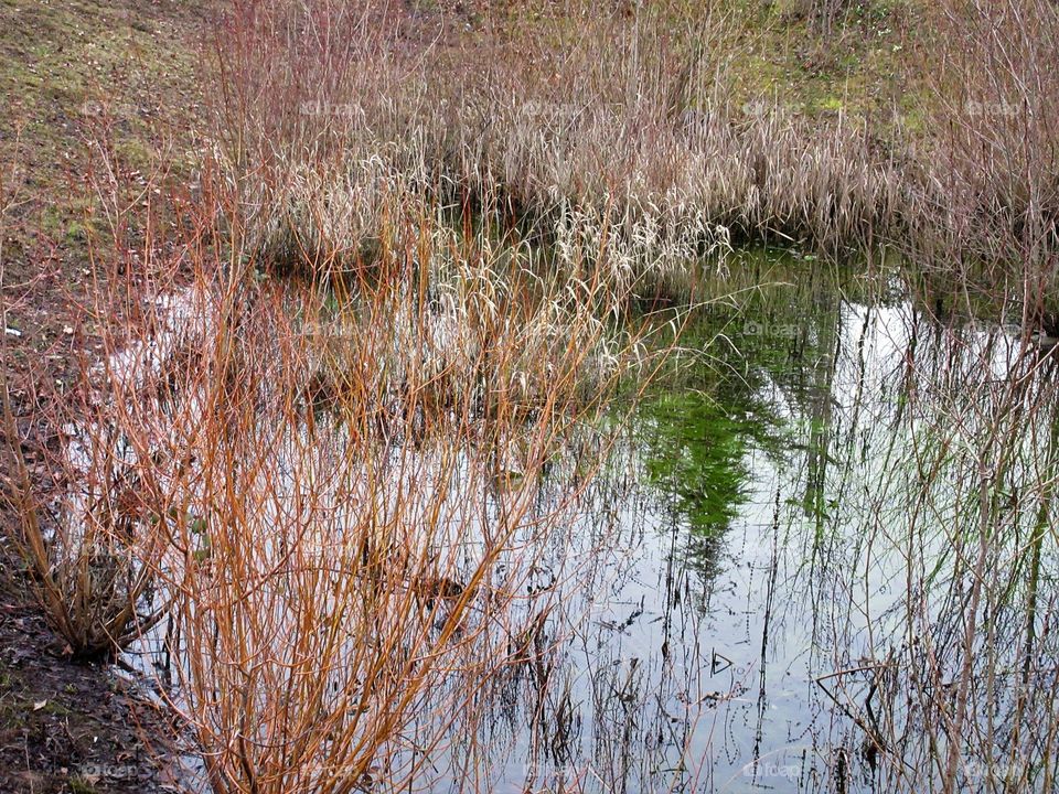 reflection of evergreen in a pond