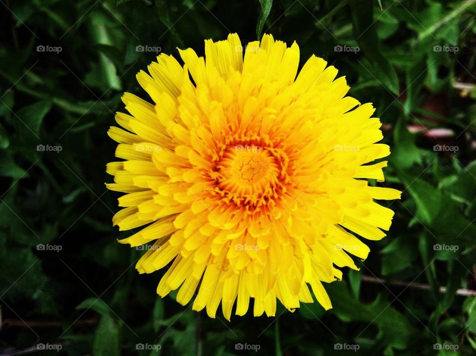 Yellow dandelion