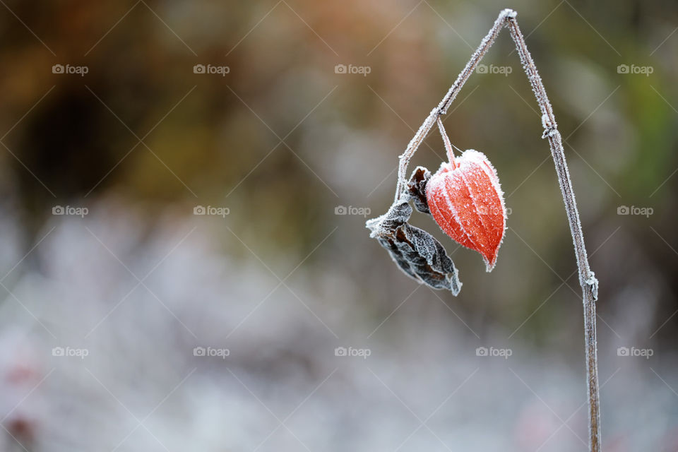 Flower covered by frost in late autumn