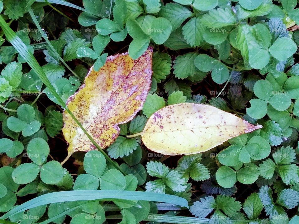 yellow leaves on the ground