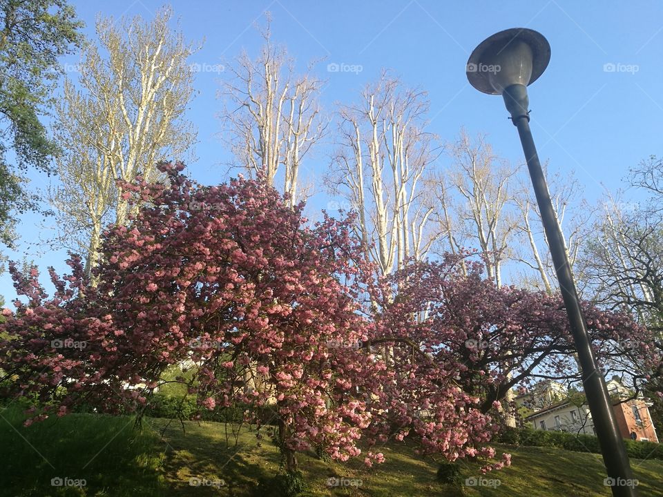 Spring in Torino, Italy