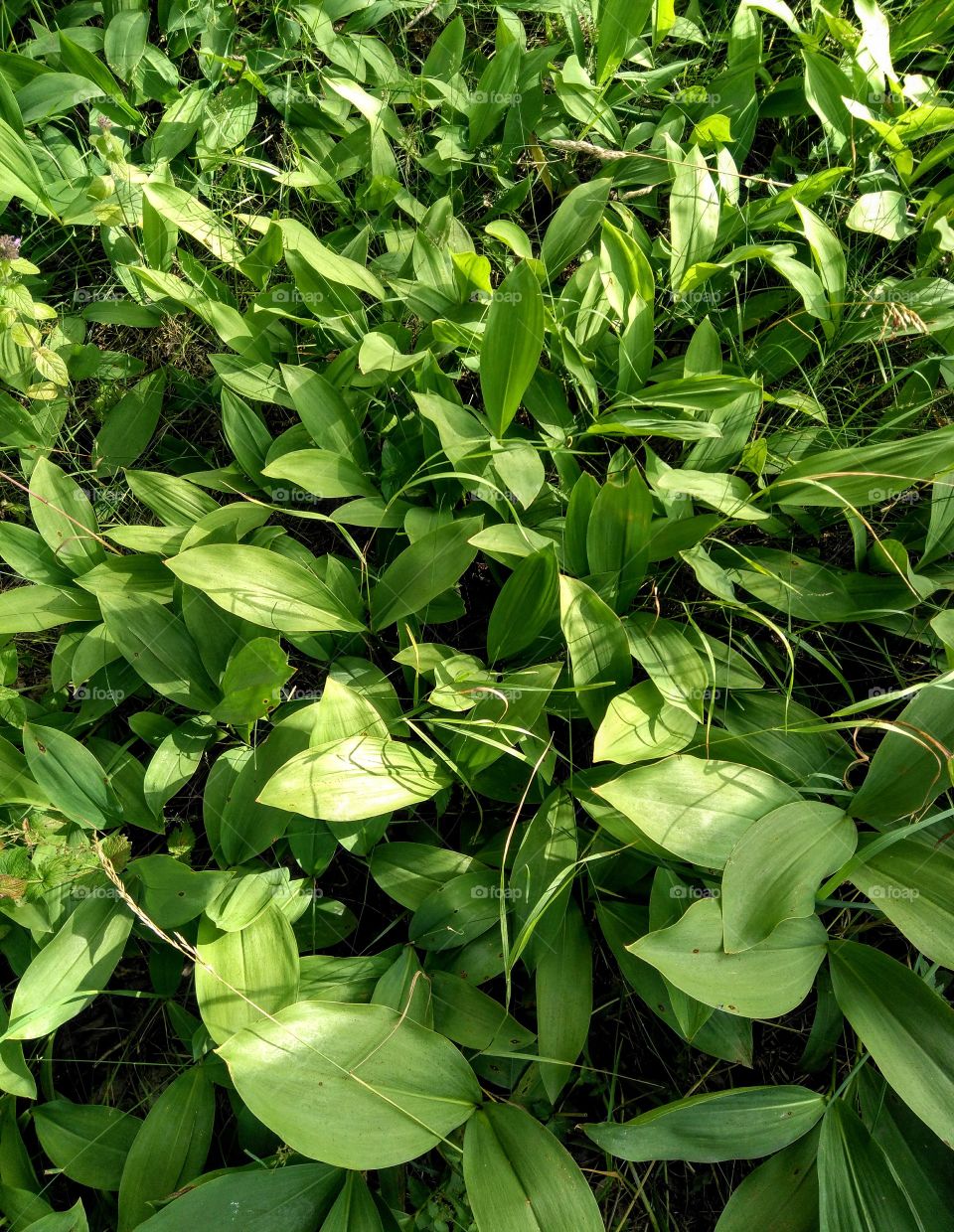 green leaves growing in the park summer time