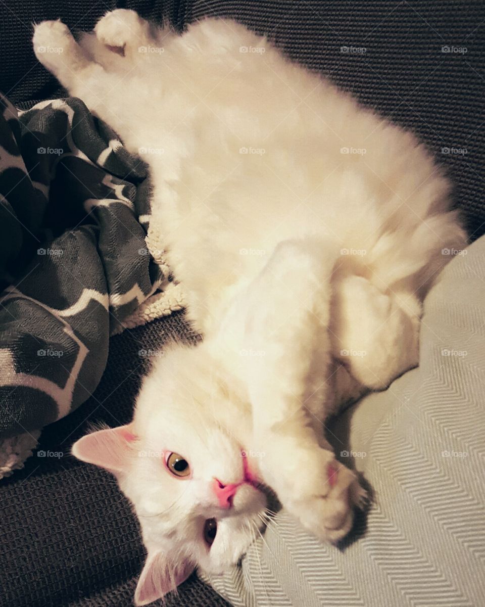 A white cat sprawls across the sofa in an attempt to warrant a belly rub.