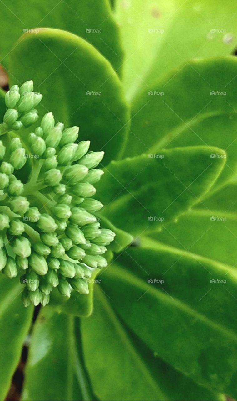 green on green in the fall