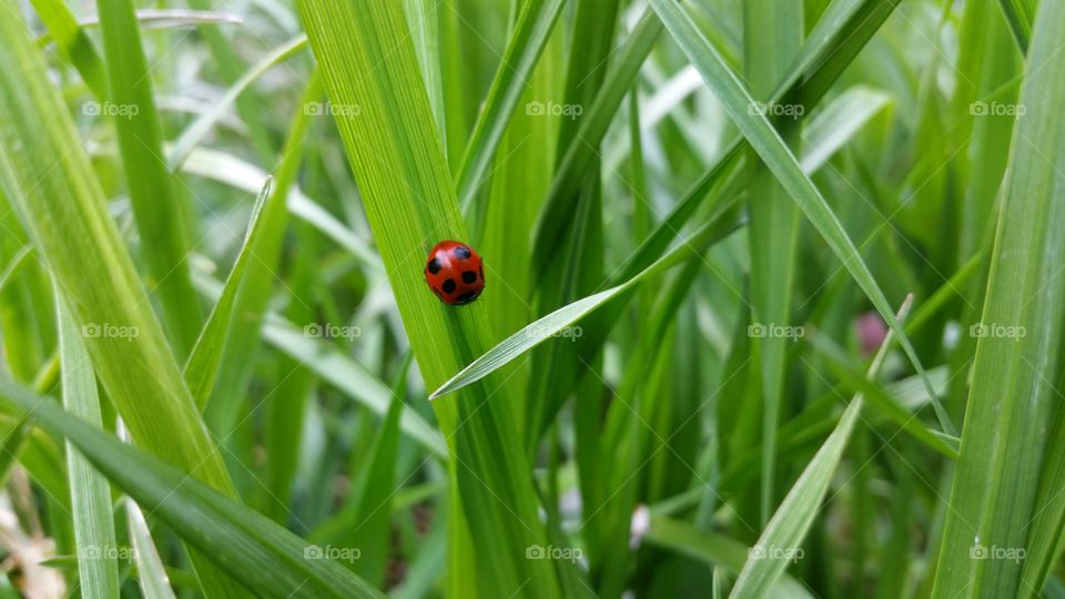 Ladybug
