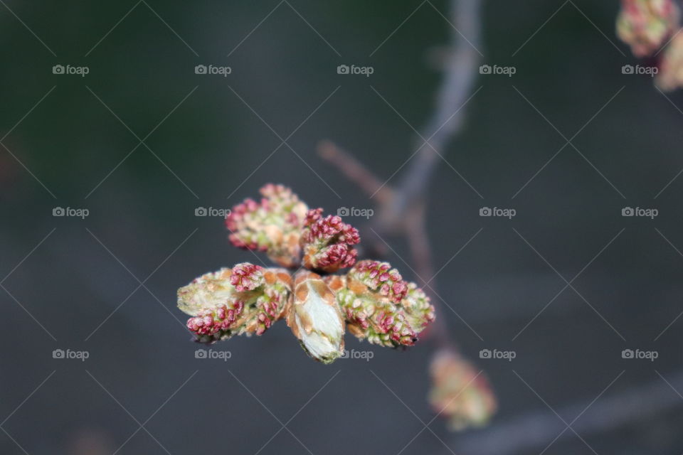 Maple leaf in spring