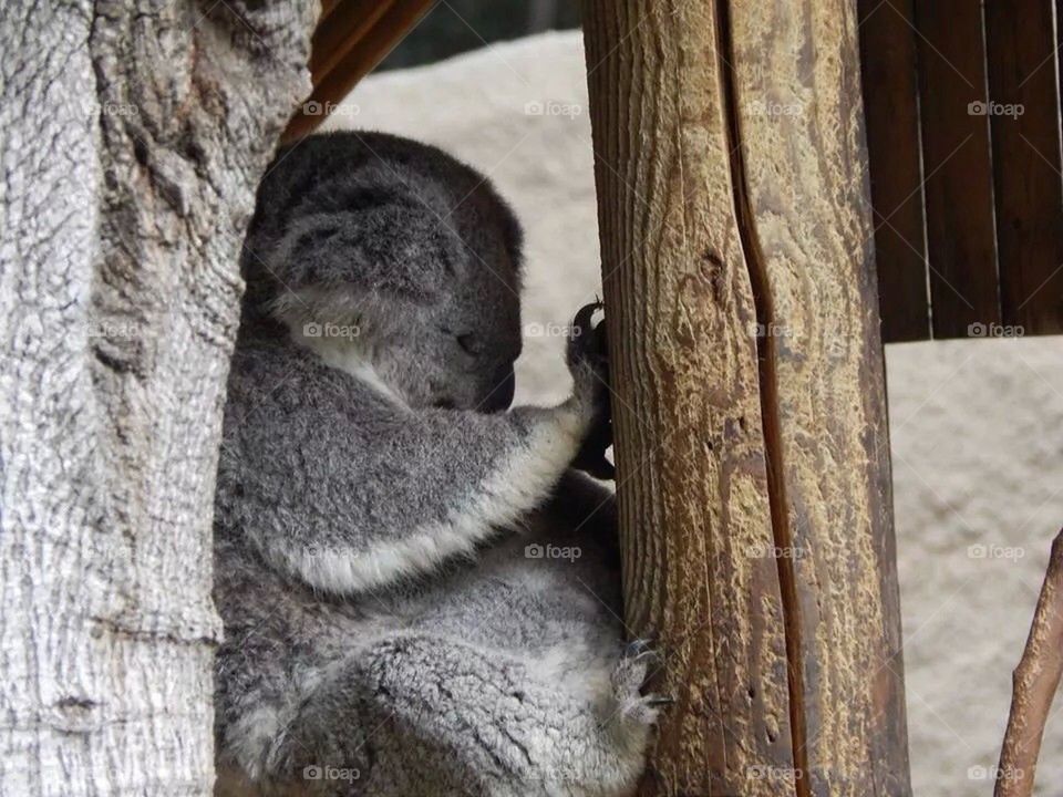 Napping Koala Style