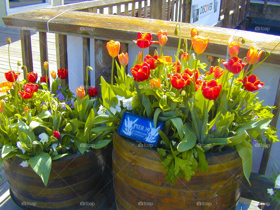 THE TULIP AT PIER 39 SAN FRANCISCO CALIFORNIA