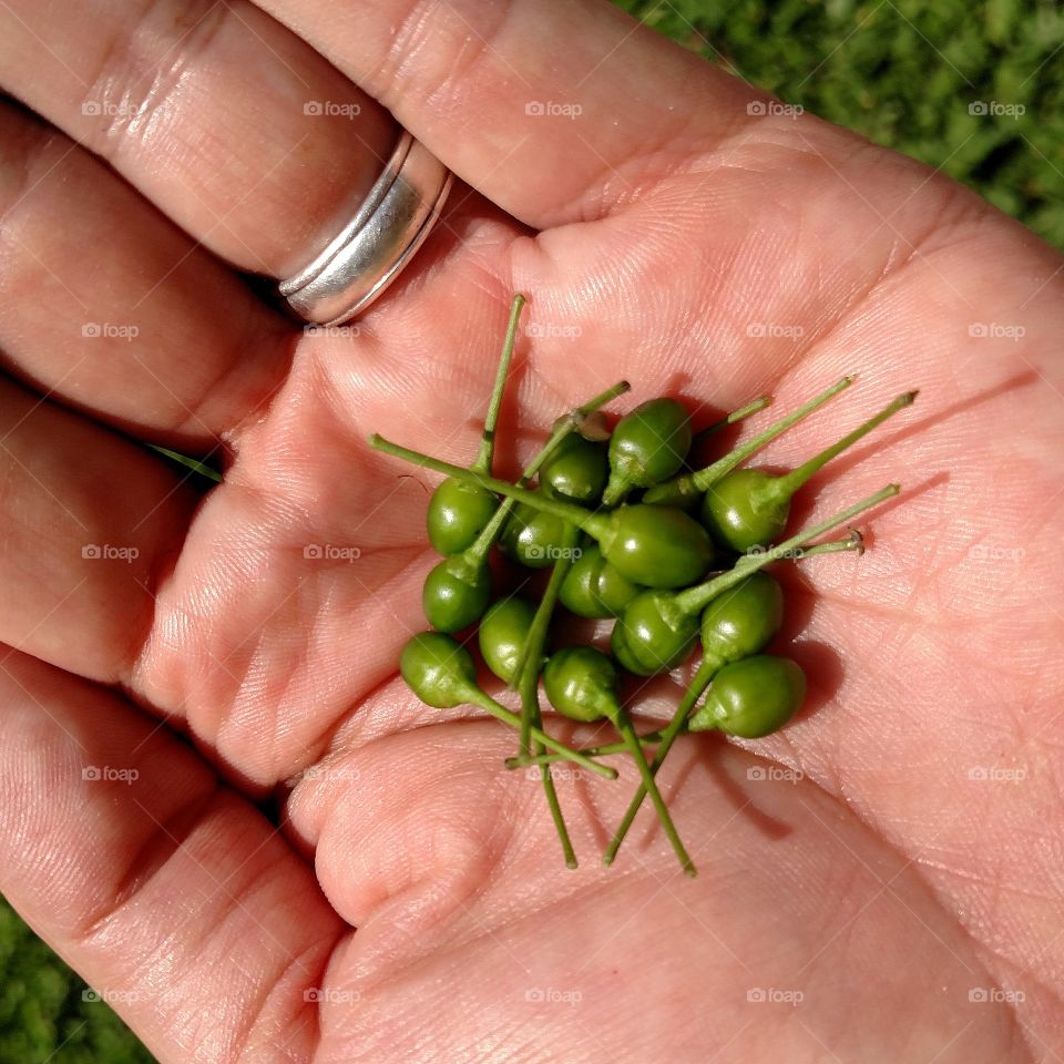 Chiles in hand