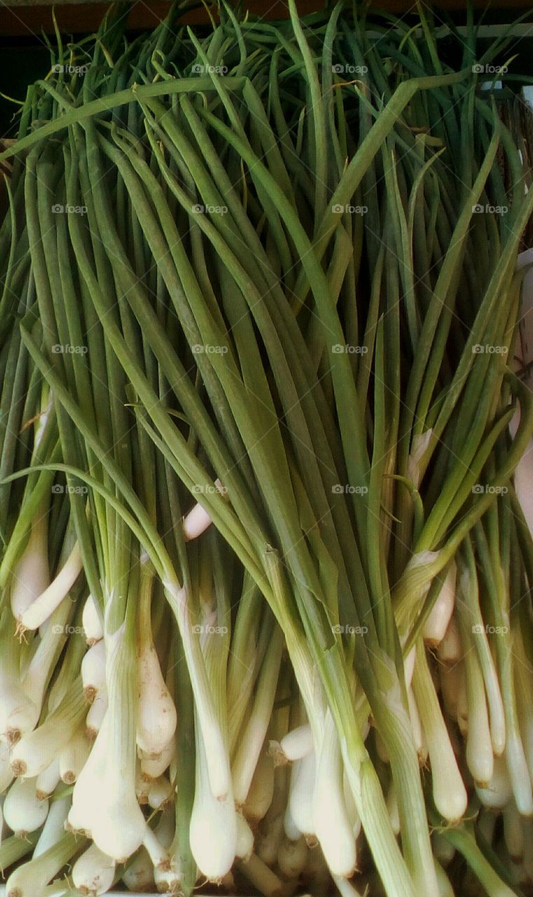 Group of green fresh healthy green onions