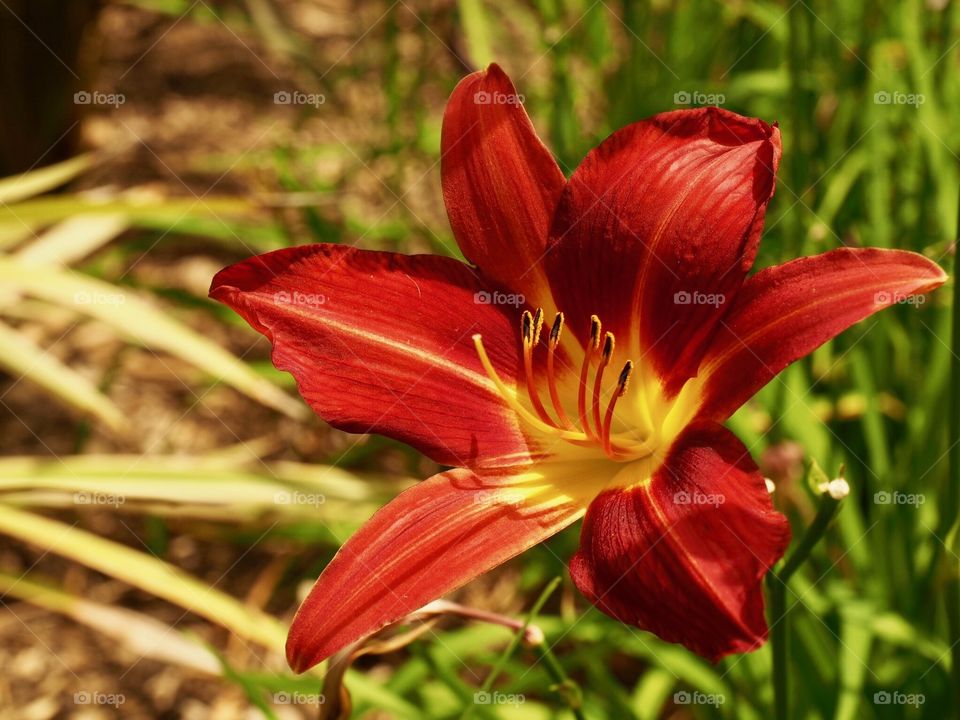 Flowers, nature,