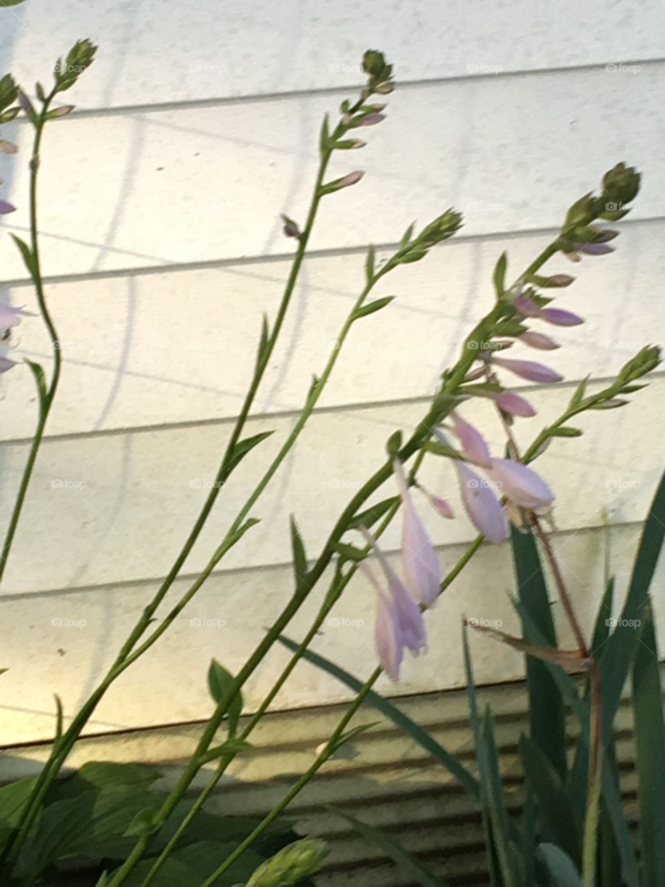 Hostas in the morning beginning their summer blooming! Have a lot of these on the side of the house 