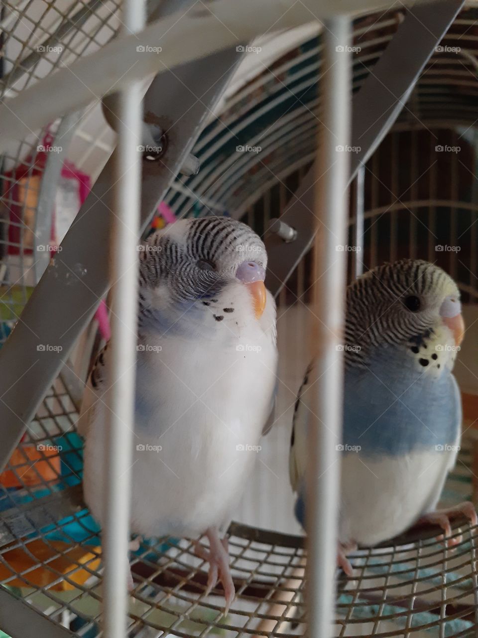 Budgie Babes