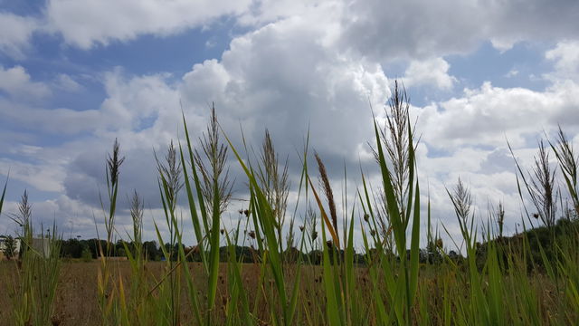 Countryside Love