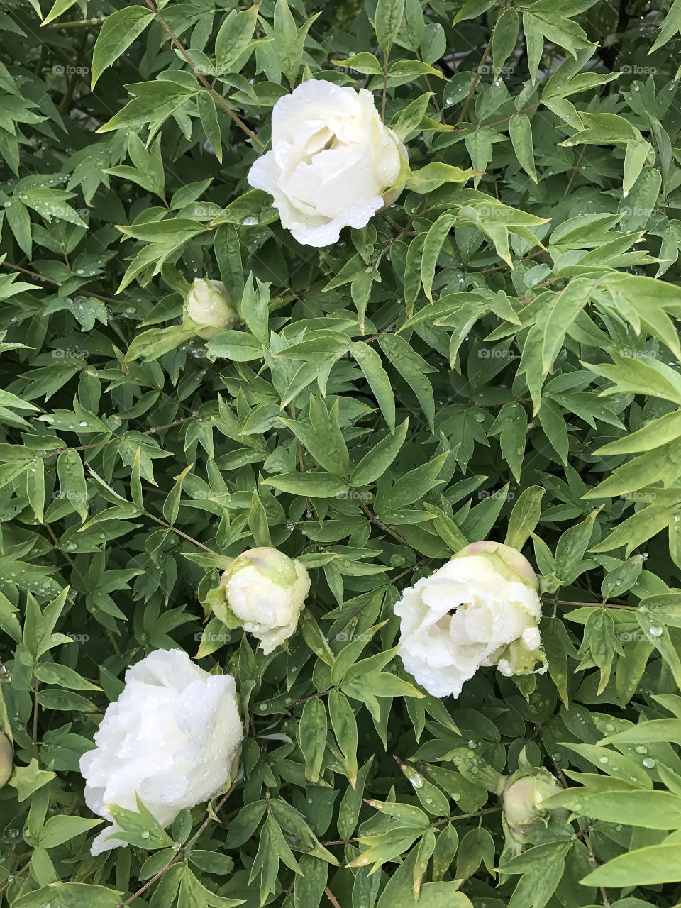 White peony flowers in the garden