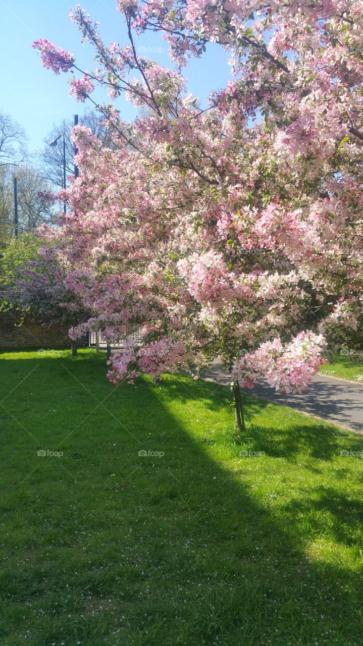 Tree blossoms