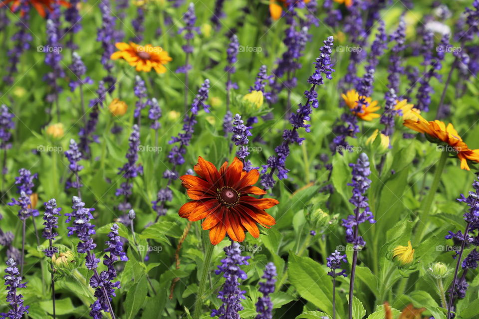 Summer flowers gently swaying in the garden