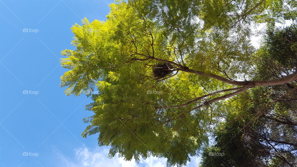 Tree, Nature, No Person, Leaf, Wood