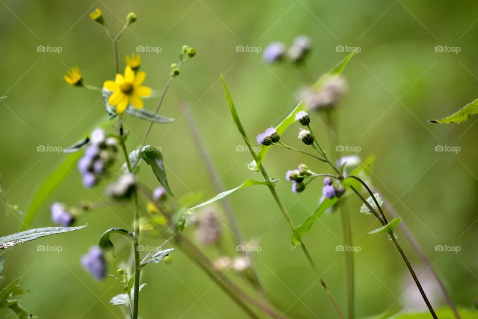Nature's Beauty
