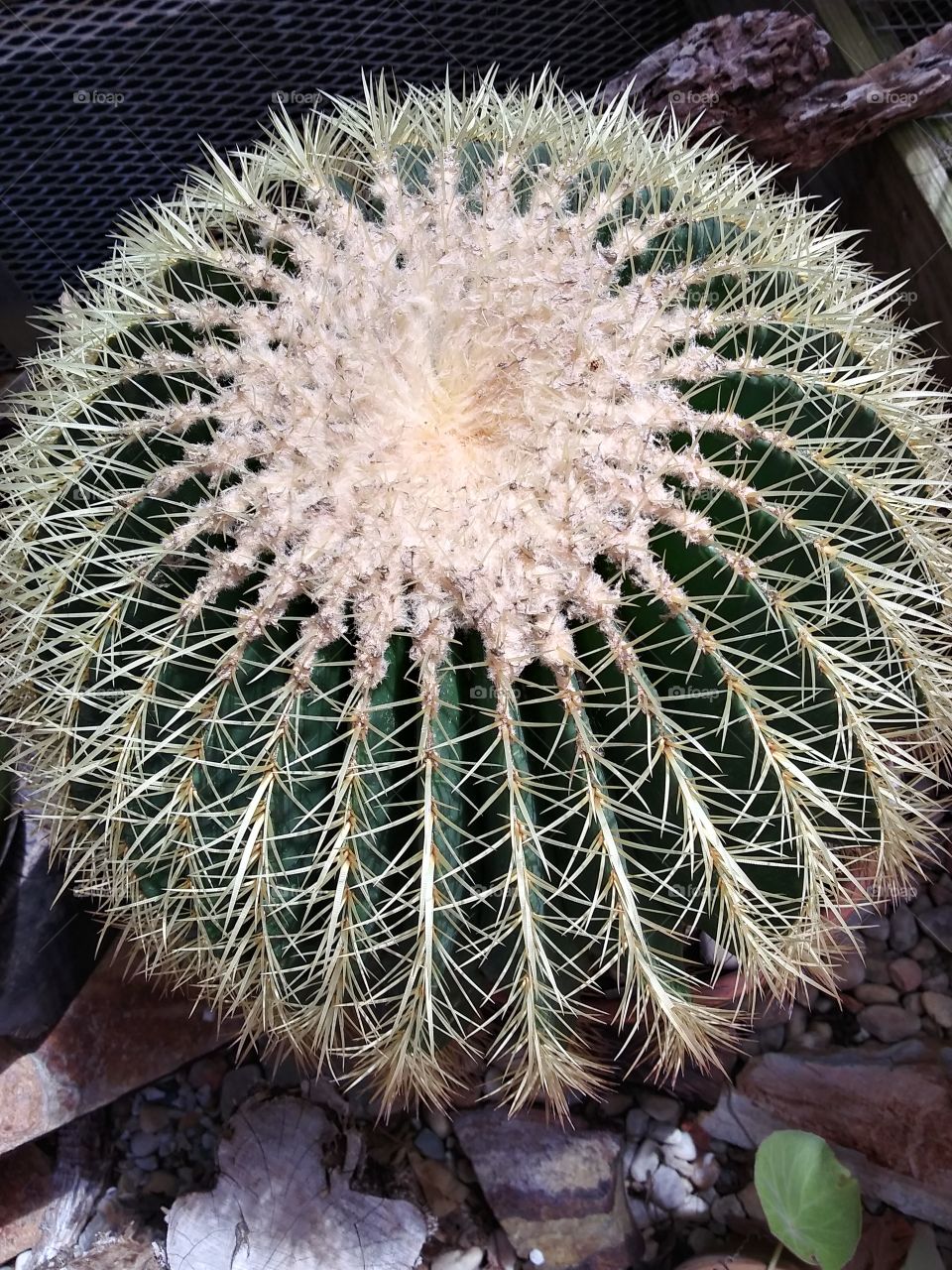 cactus from top