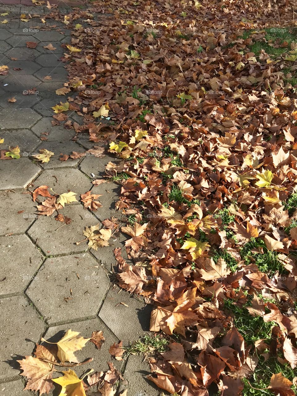 Autumn path.