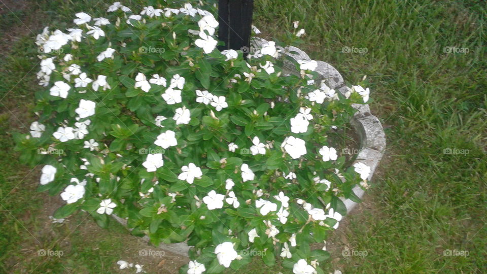 Flower Bed. little white flowers