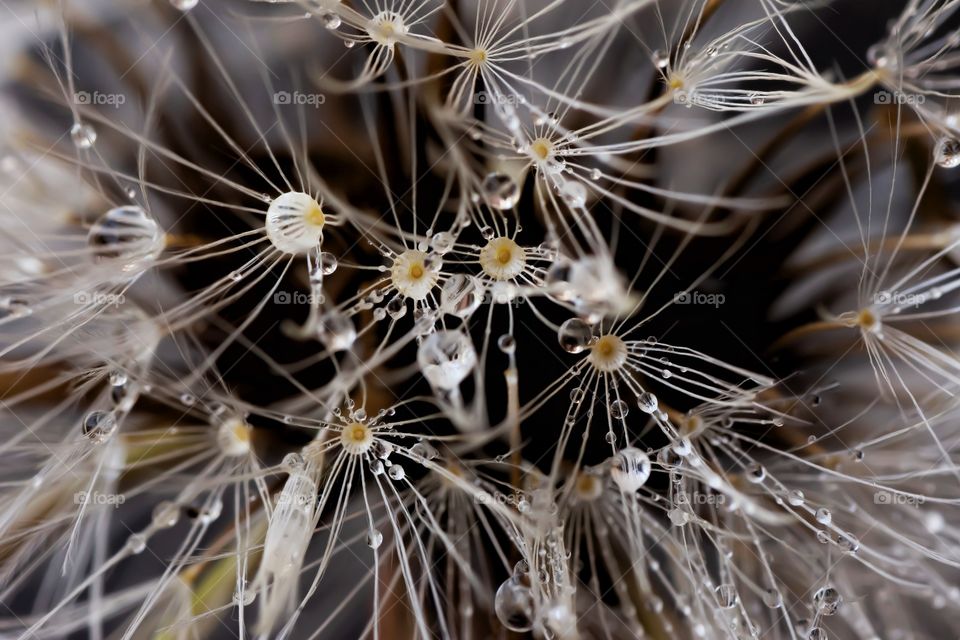 macro dandelion seed