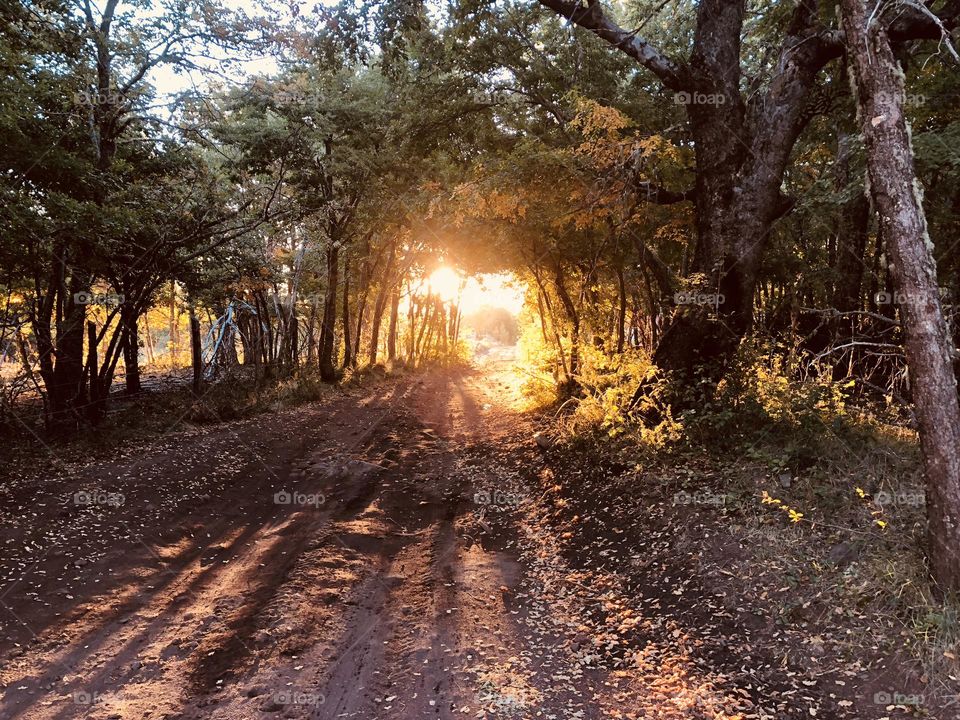 Sunset in the forest