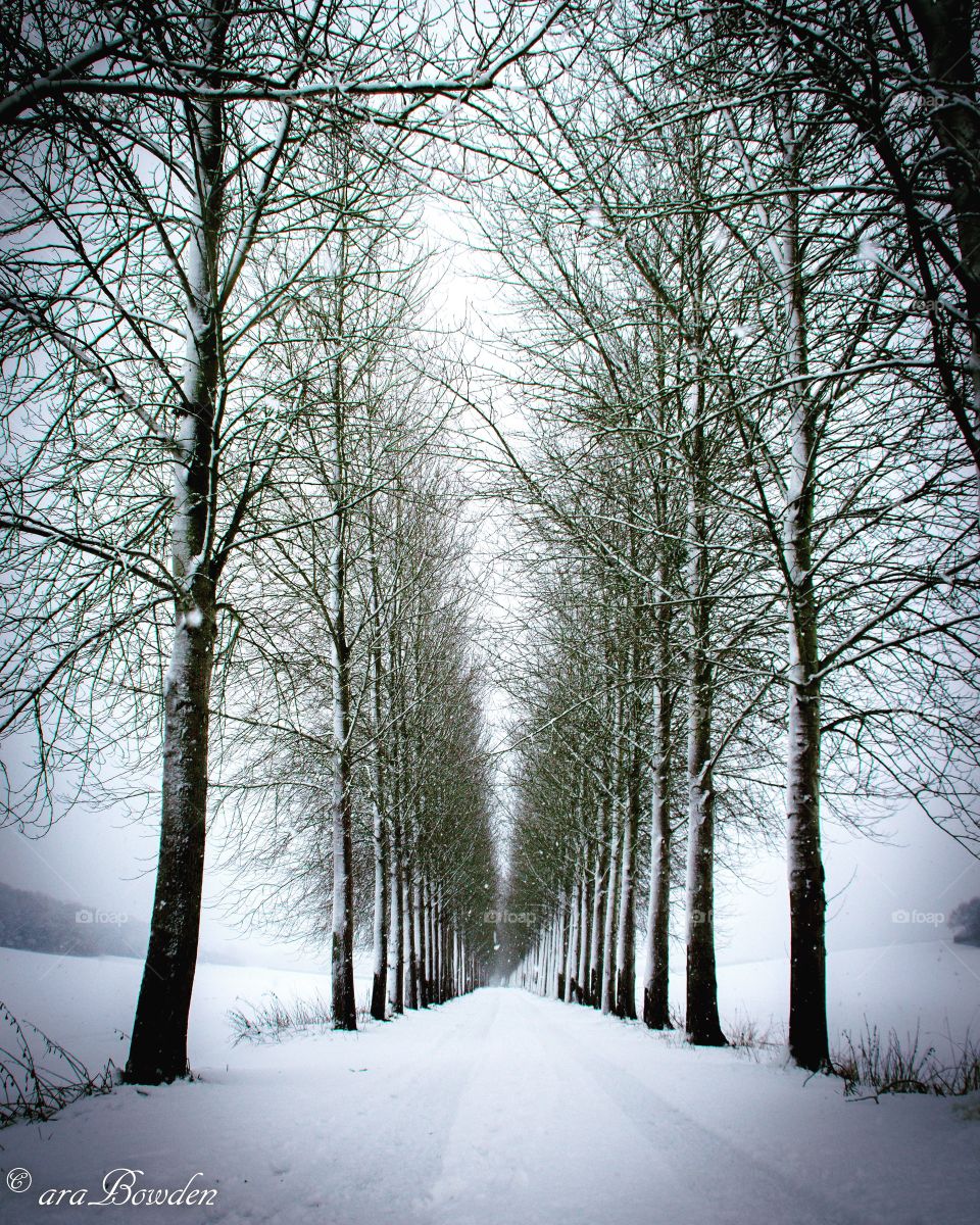 Snow tree avenue