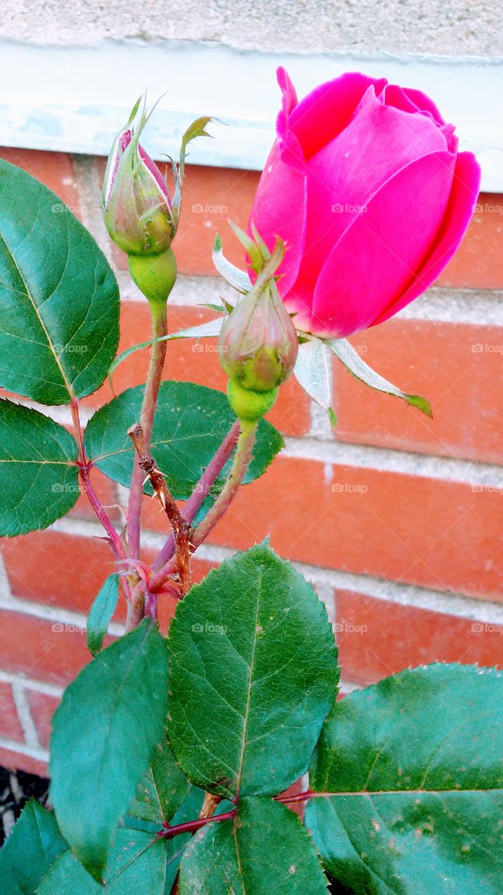 summer time. flowers. colors. beauty