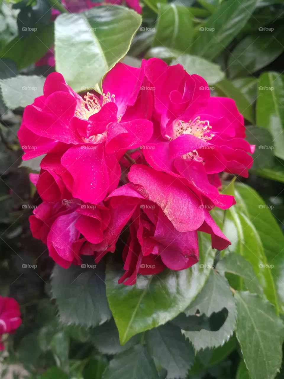Flower